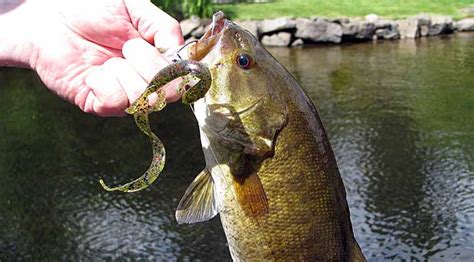 fish nest|Smallmouth Bass Nesting Habits .